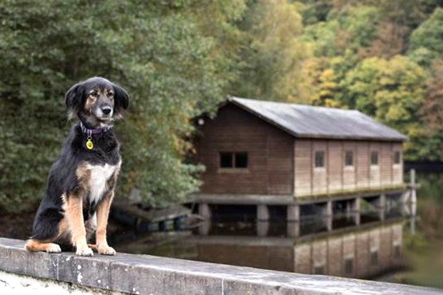vakantie met hond in de Ardennen
