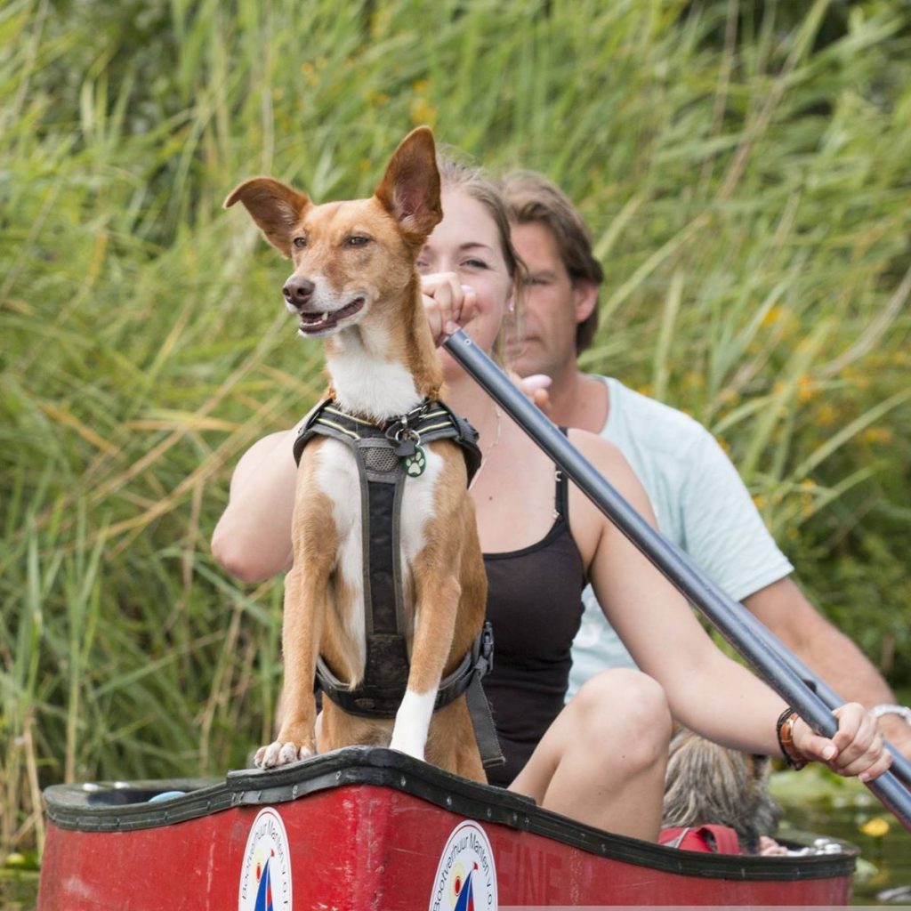 hond voor in kano