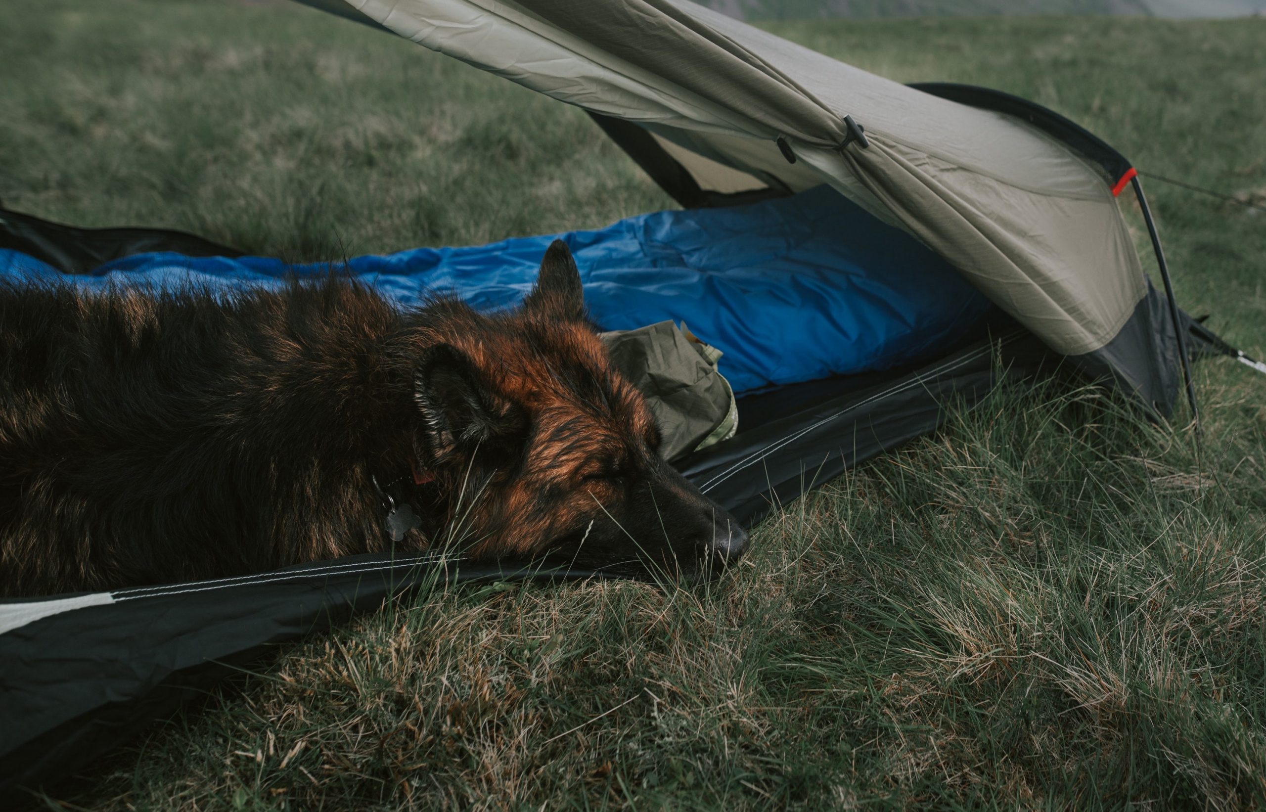 hond in tent
