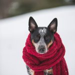 hond met sjaal om in de sneeuw